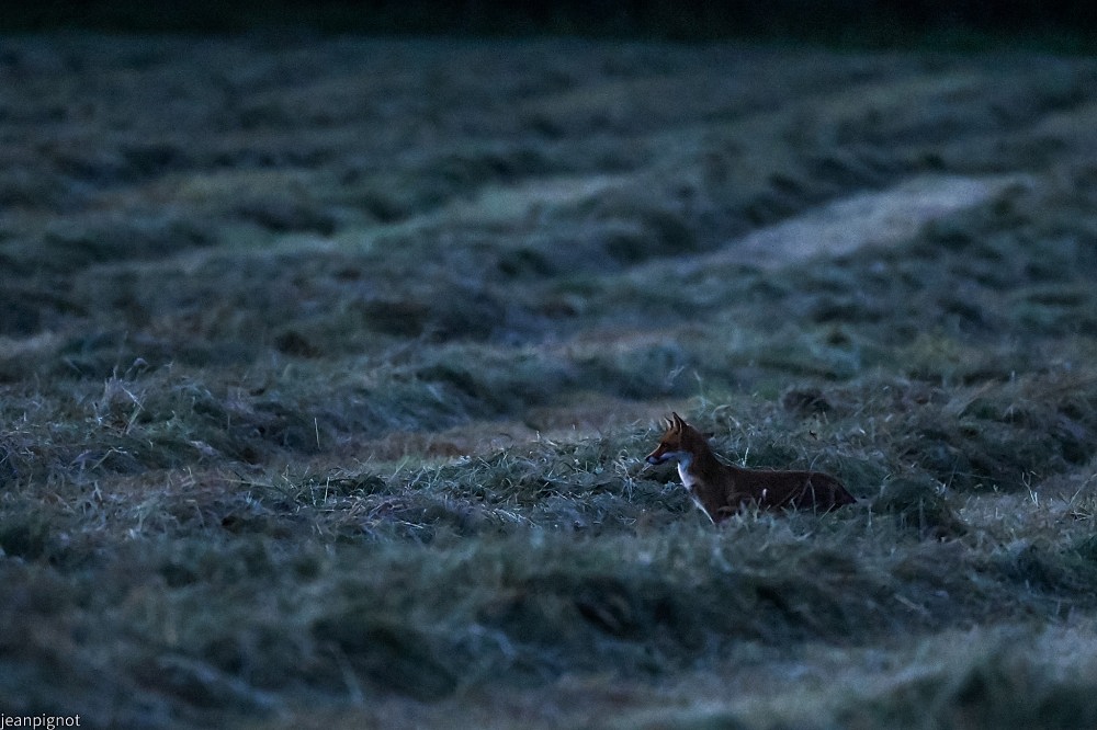 N11 renard a l heure bleue.JPG
