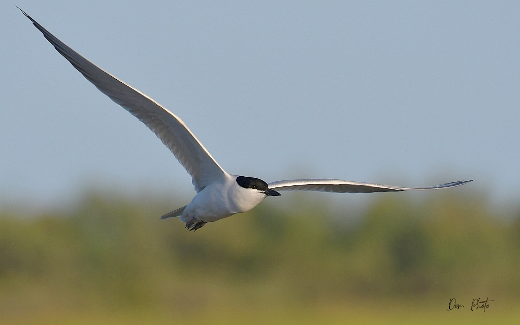 DSC_4409IN.jpg