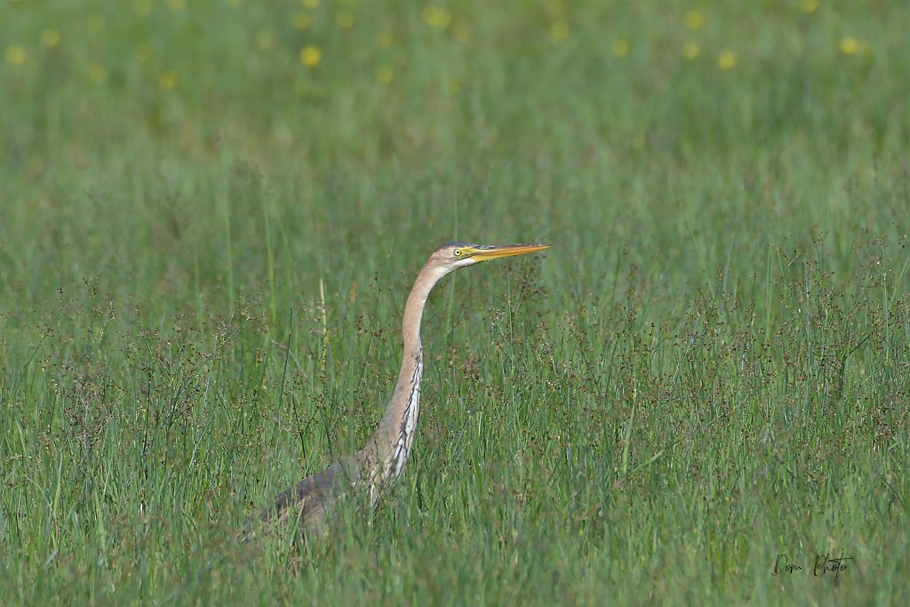 DSC_4155IN.jpg