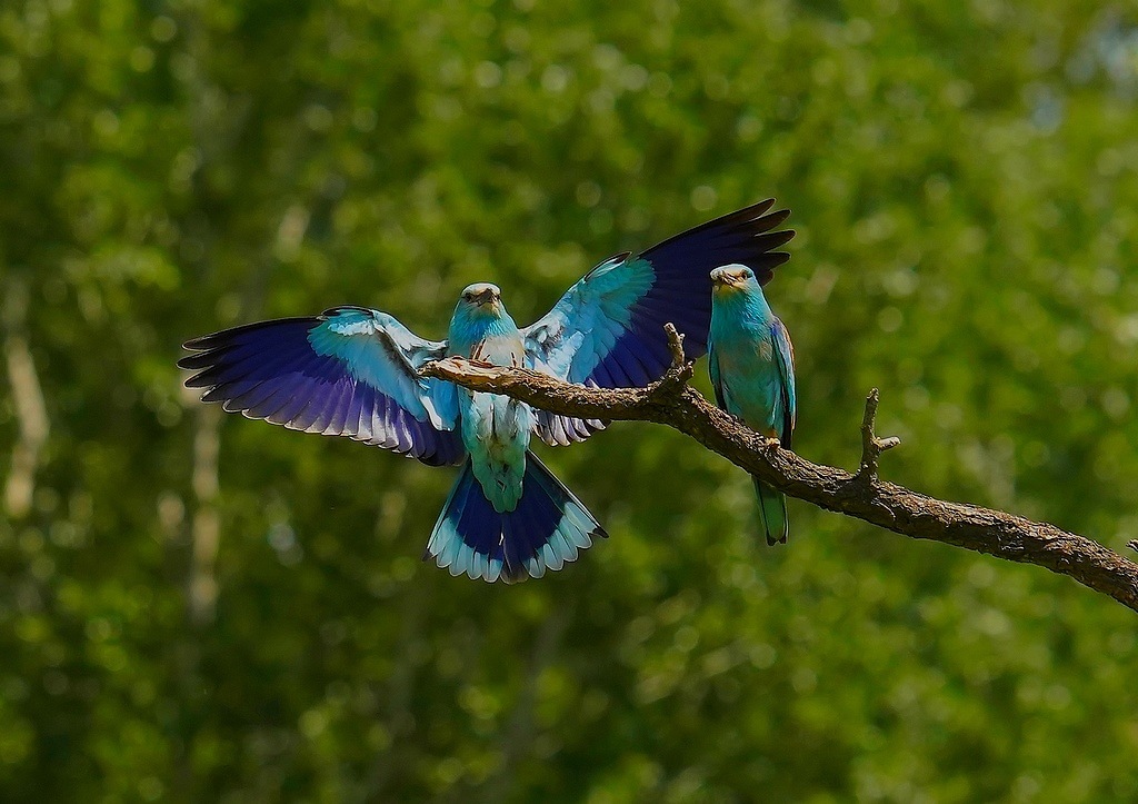 DSC02041 - Copie.JPG