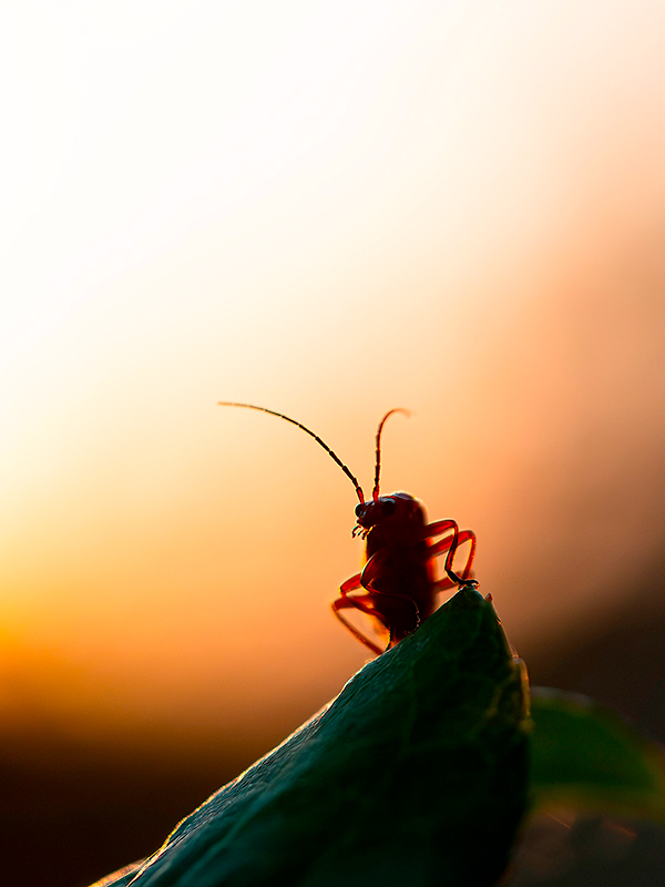 Cardinal-1.jpg