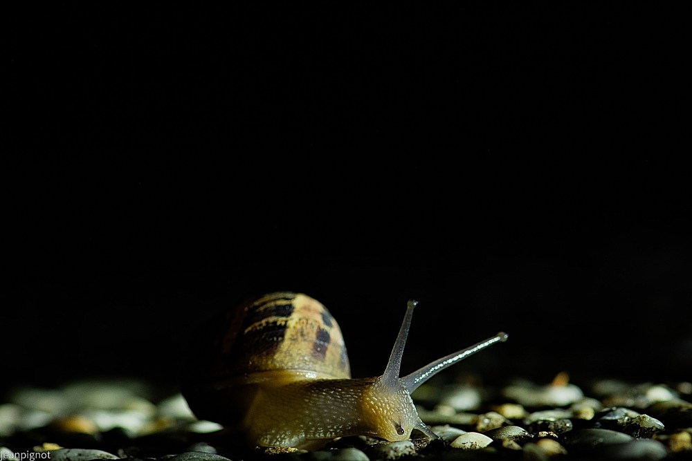 DSC_7723_001DSC_7723.JPG