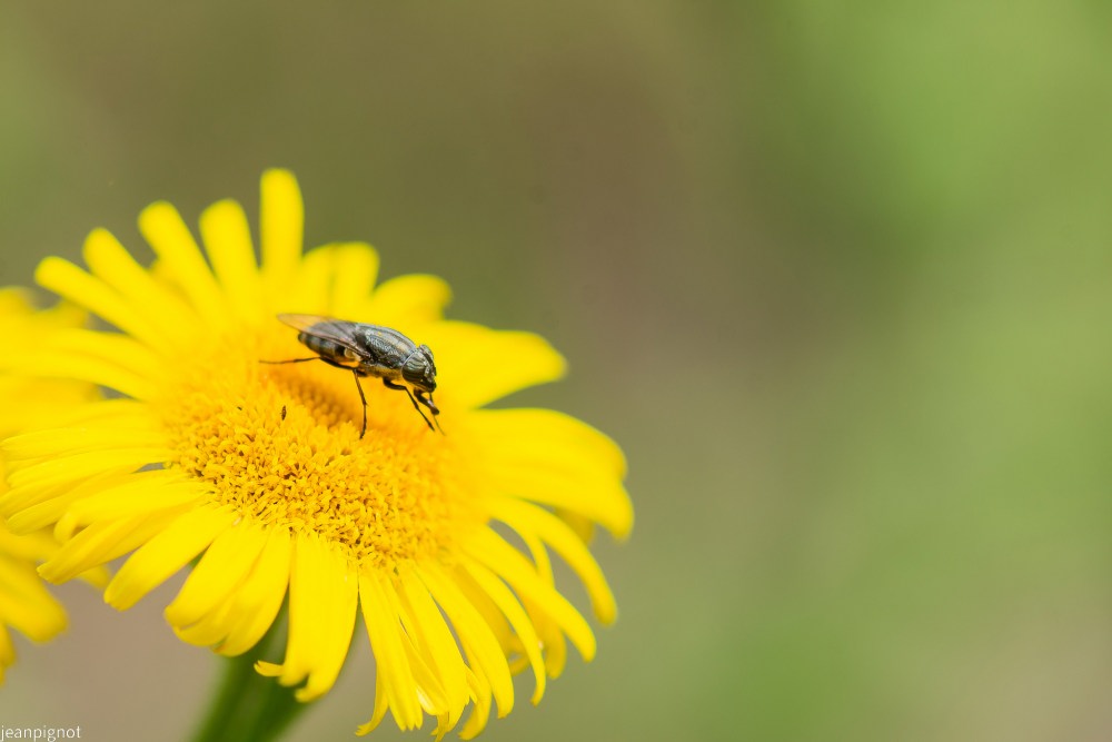N12 stomorhina lunata femelle.JPG