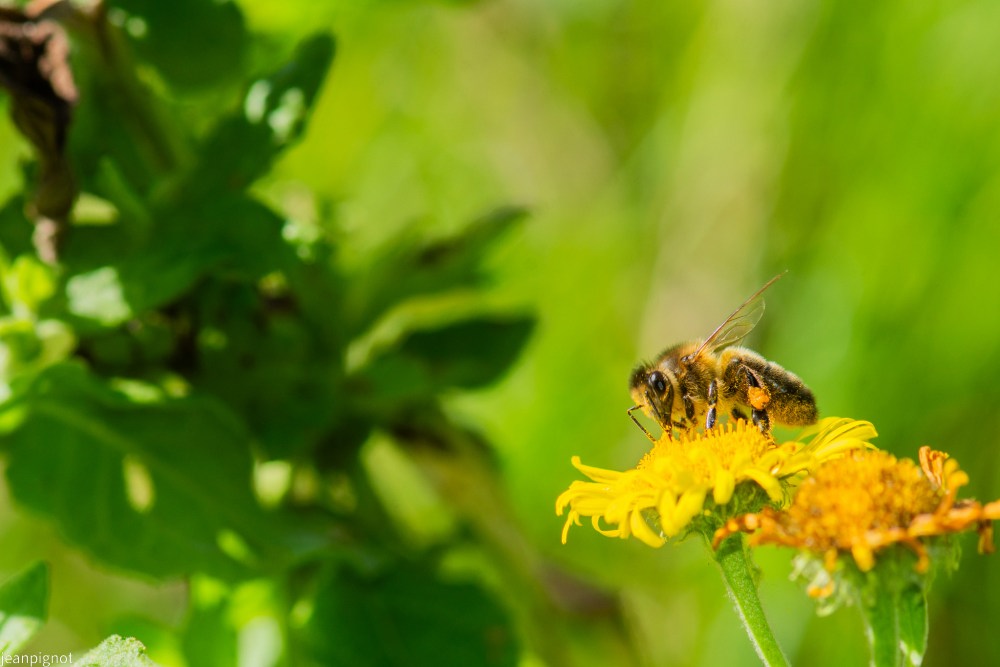 N11 abeille a miel.JPG