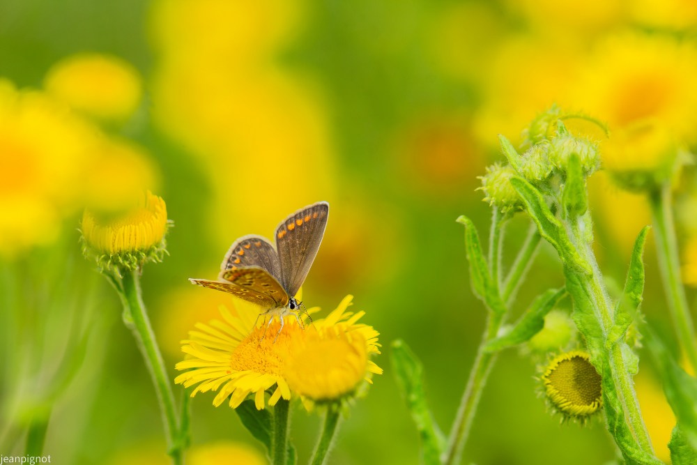 n10 bleu nacré femelle.JPG