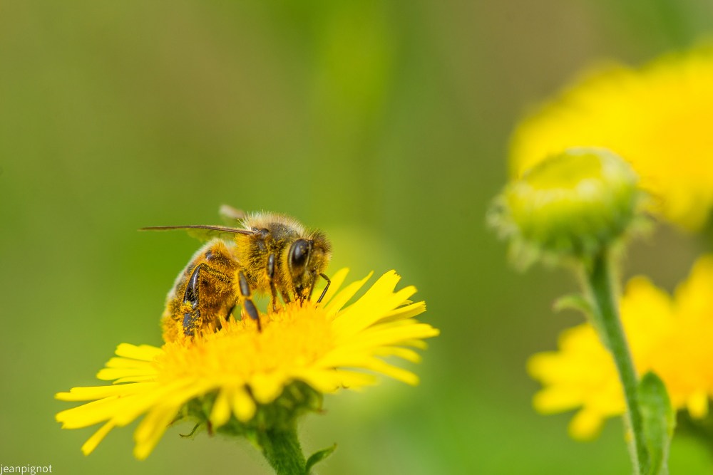 N4 abeille a miel.JPG