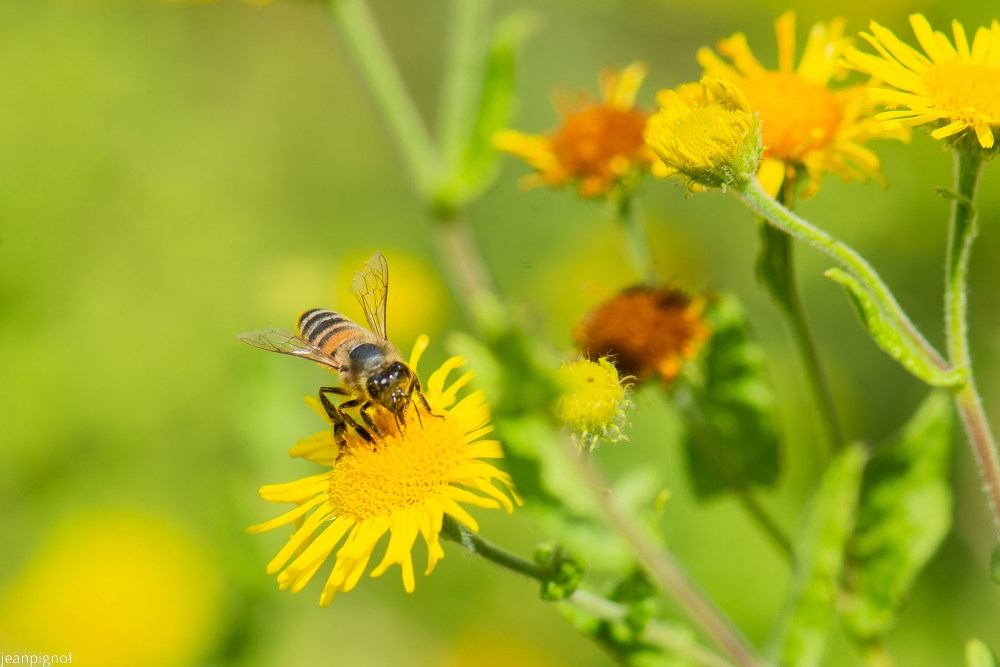 N3 abeille.JPG