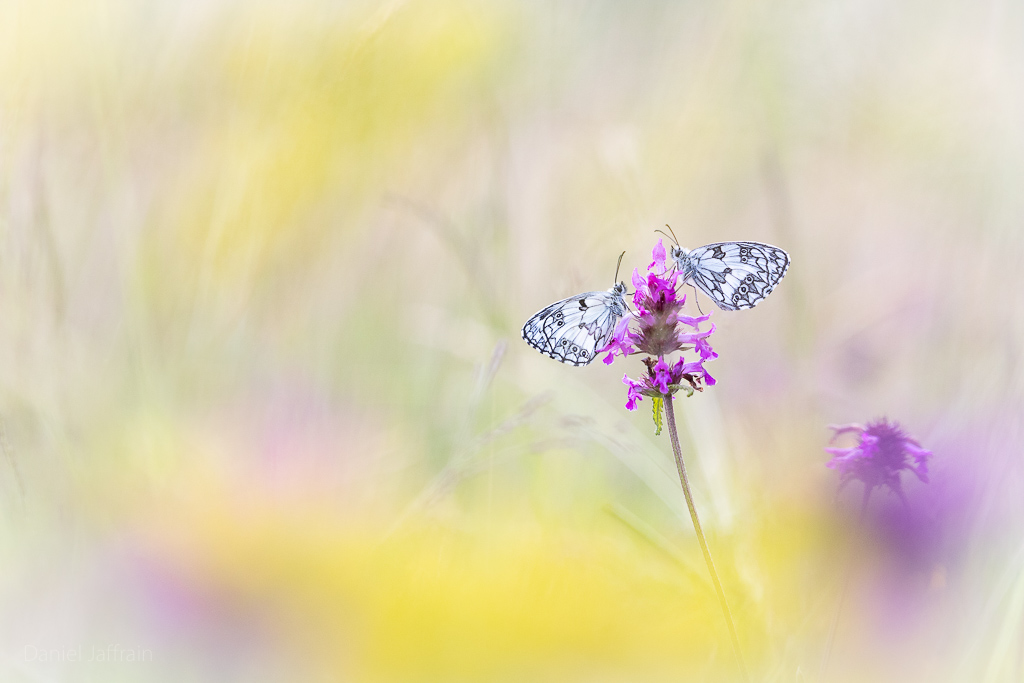 Image et Nature-1-25.jpg