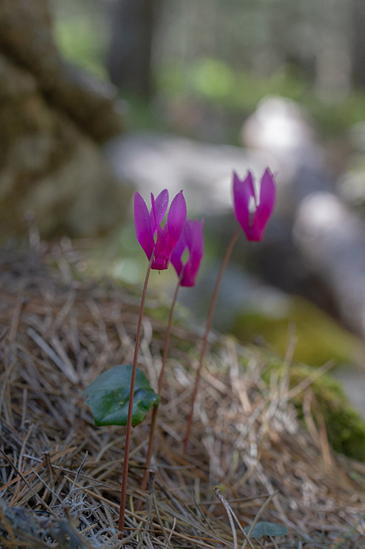 10 Cyclamen repandum 3.jpg