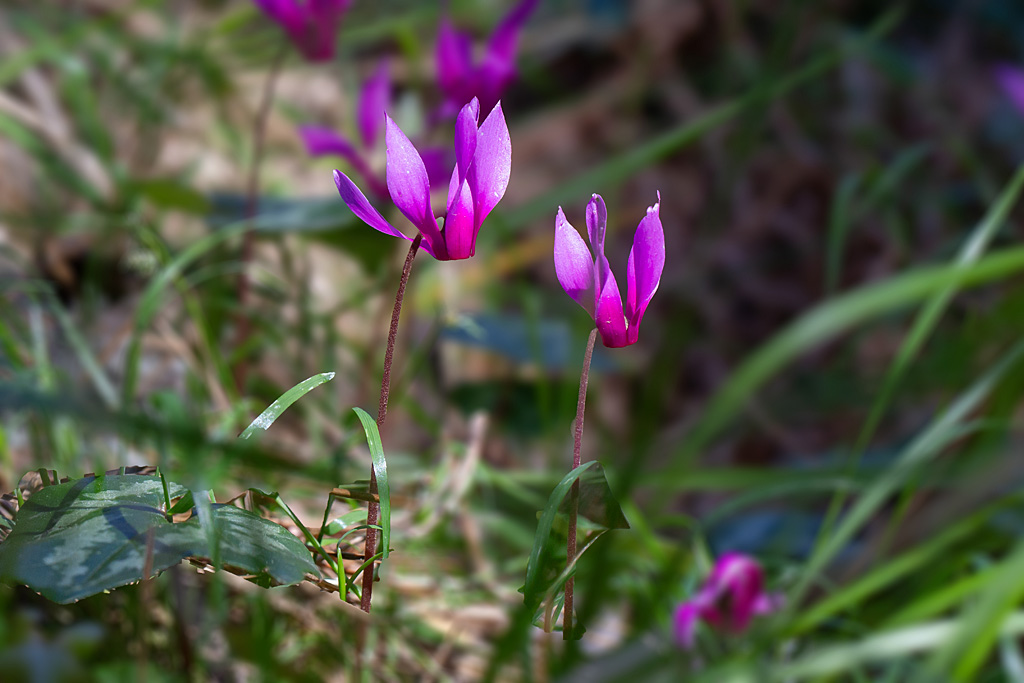11 Cyclamen repandum 4.jpg
