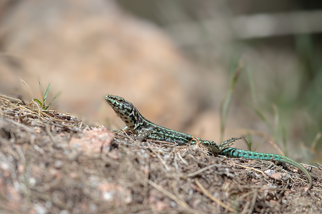 Podarcis tiliguerta - lézard thyrrénien  mâle  1 2.jpg