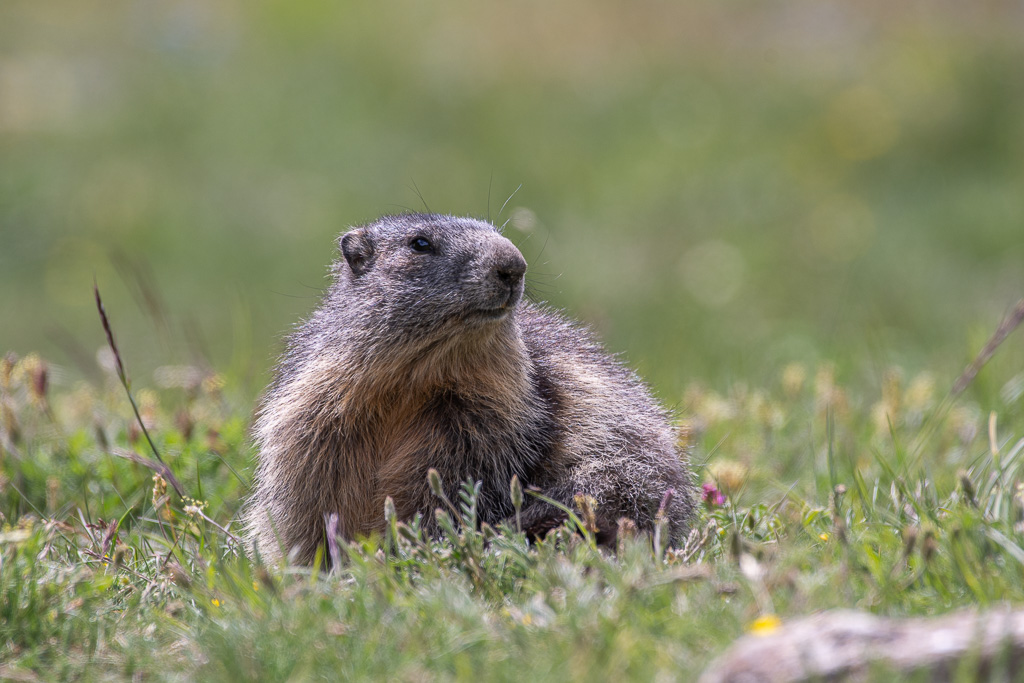 -28- Marmotte-1.jpg