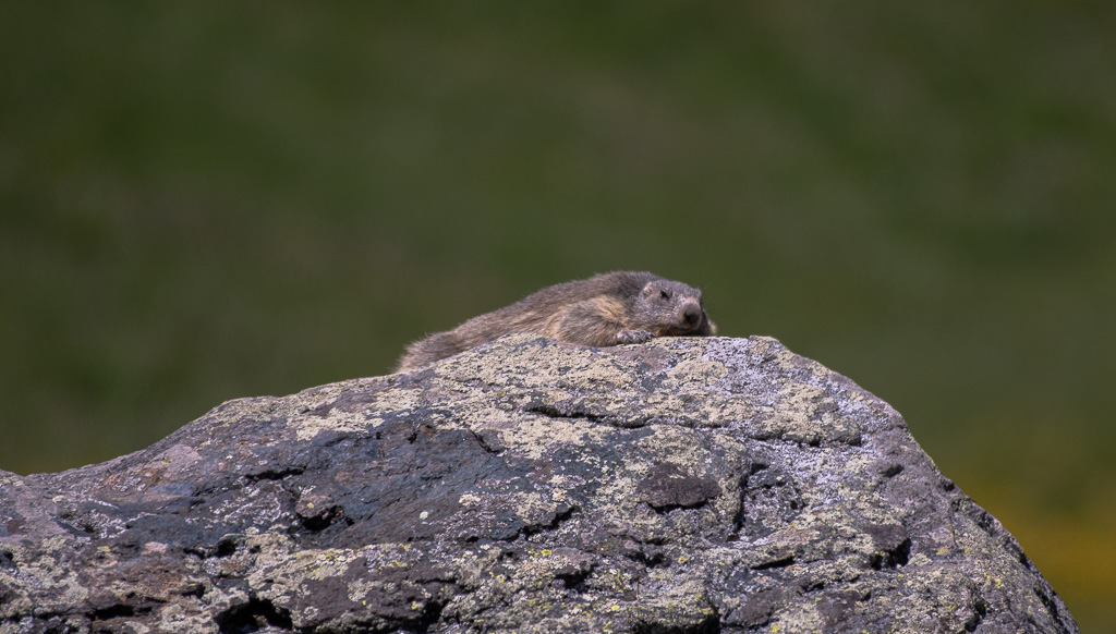 -38- Marmotte-1.jpg