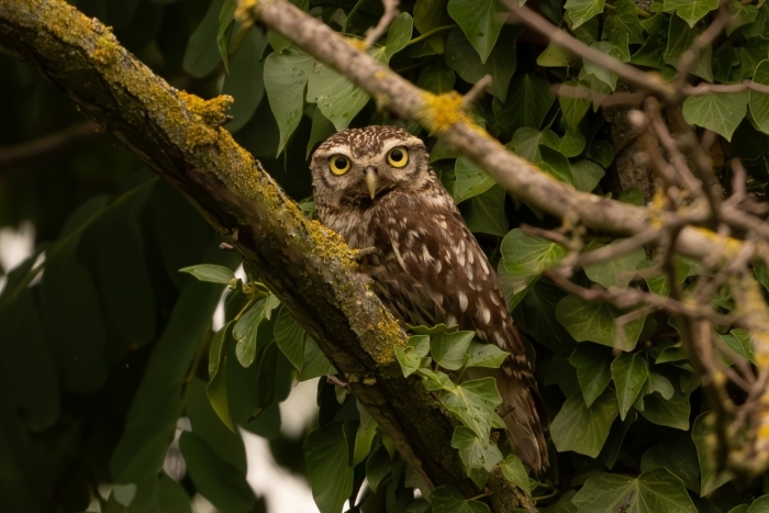 DSC_8088 2.jpg