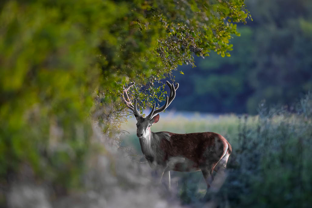 Cerf Elaphe (Cervus elaphus) Red deer-149.jpg