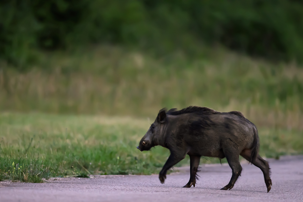 Sanglier (Sus scrofa) Wild boar-186.jpg