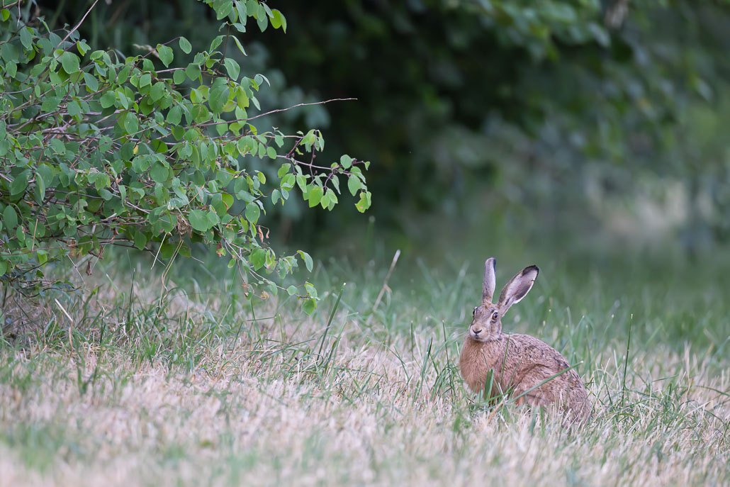 Lièvre d'Europe (Lepus europaeus)-Broxn hare-396.jpg