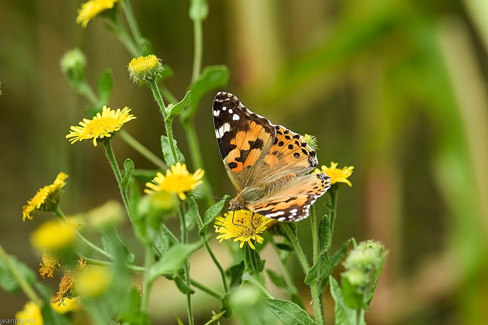 N11 la belle dame.JPG