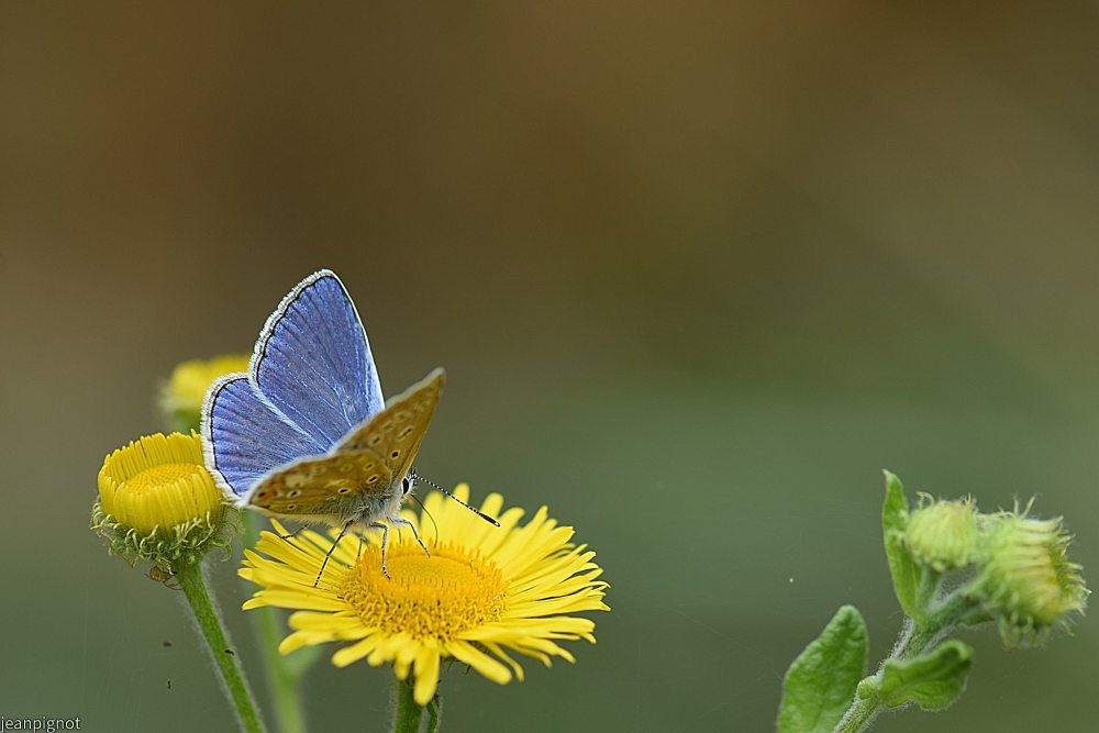 N5 azuré bleu céléste.JPG