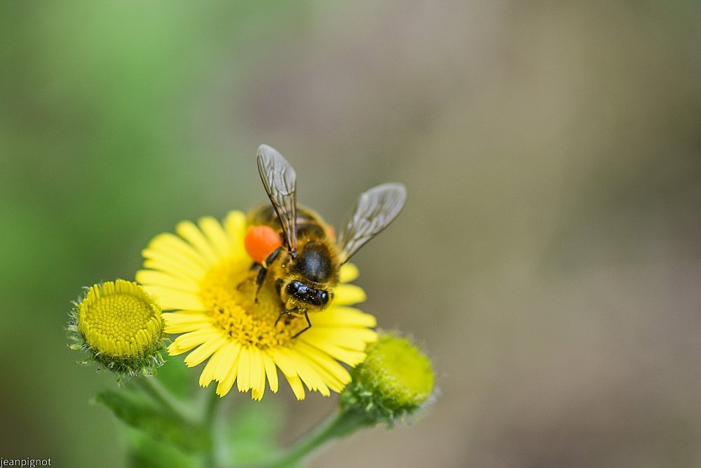 N2 abeille a miel.JPG