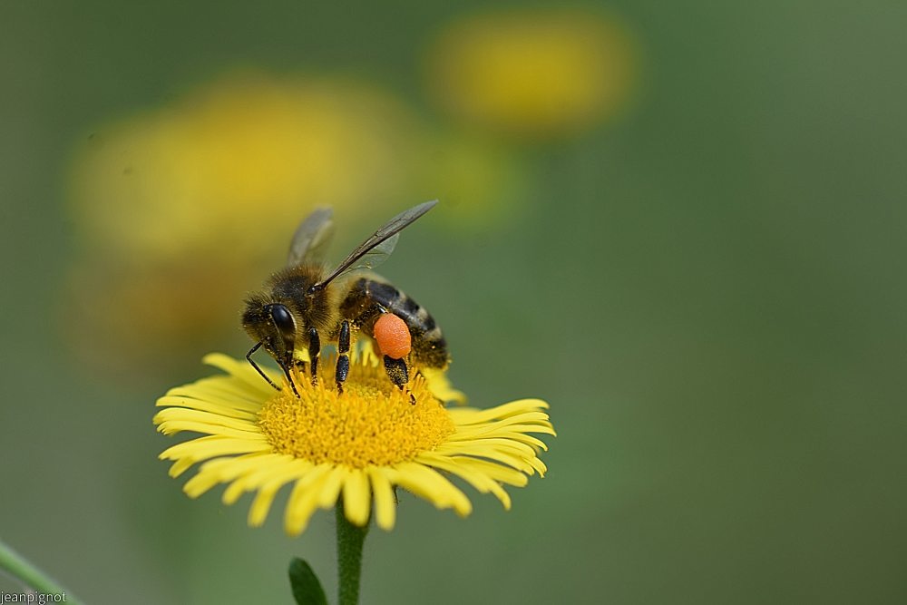 N1 abeille a miel (2).JPG