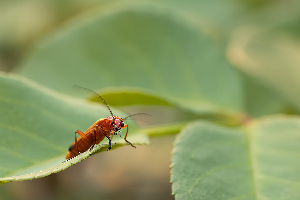 Cardinal-2.jpg