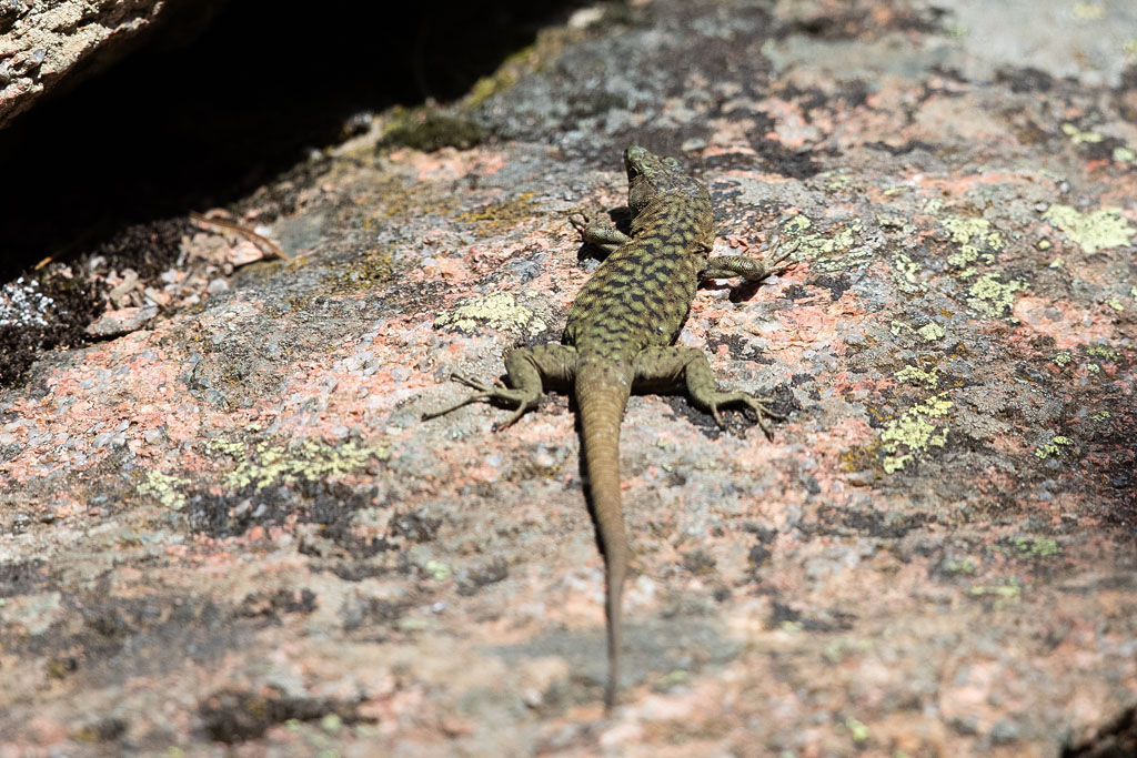 13 Lacerta bedriagae 1.jpg