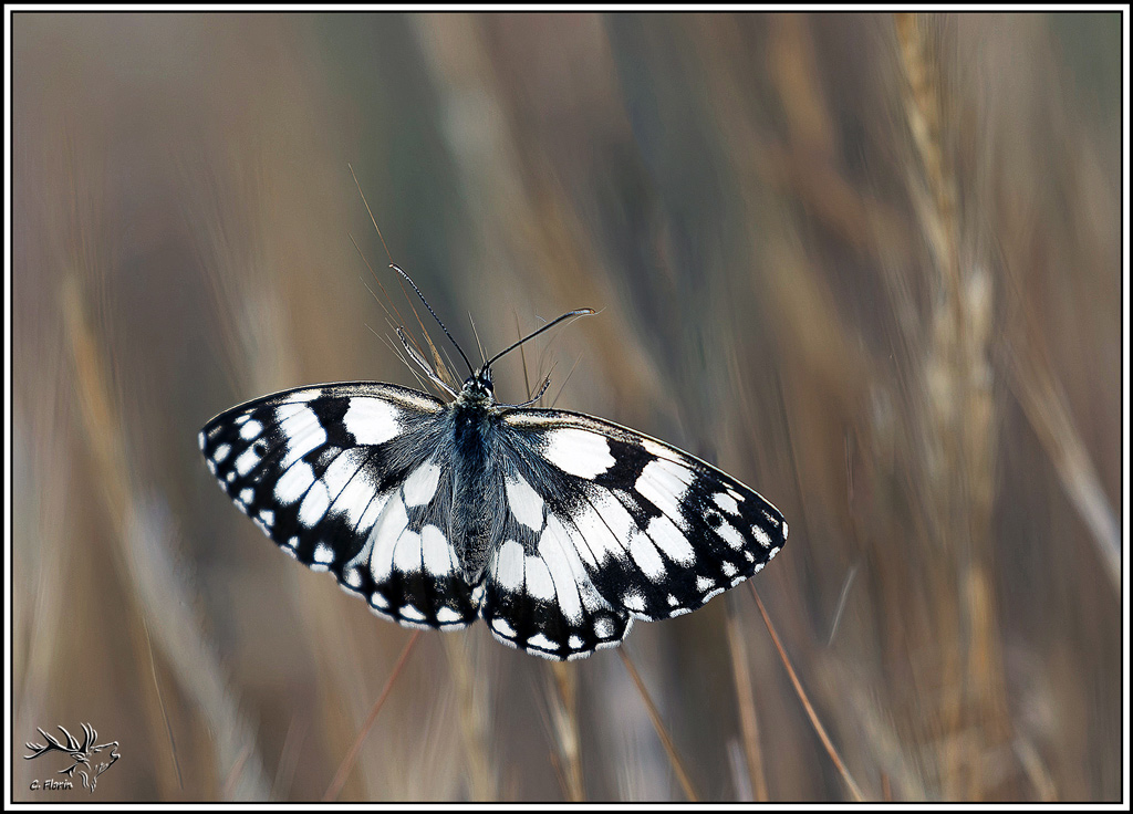 demi-deuil(melanargia_galathea)(4).jpg