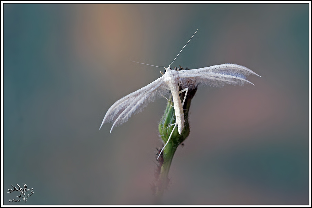 Petit_ange_de_nuit(Pterophorus_pentadactyla)(15).jpg