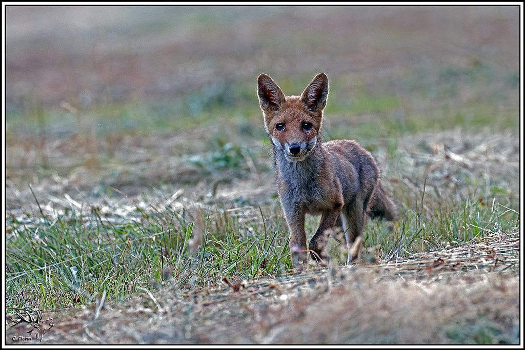 renard(206).jpg
