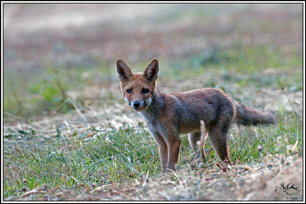 renard(208).jpg
