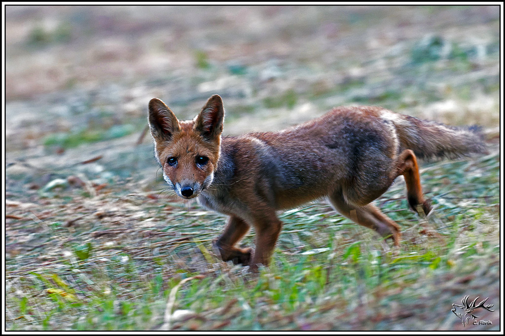 renard(209).jpg