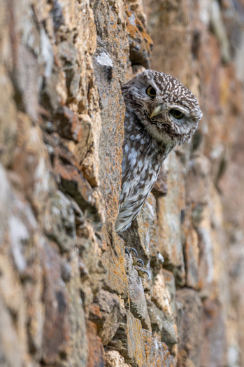 20260516_cheveche (48)-c.jpg