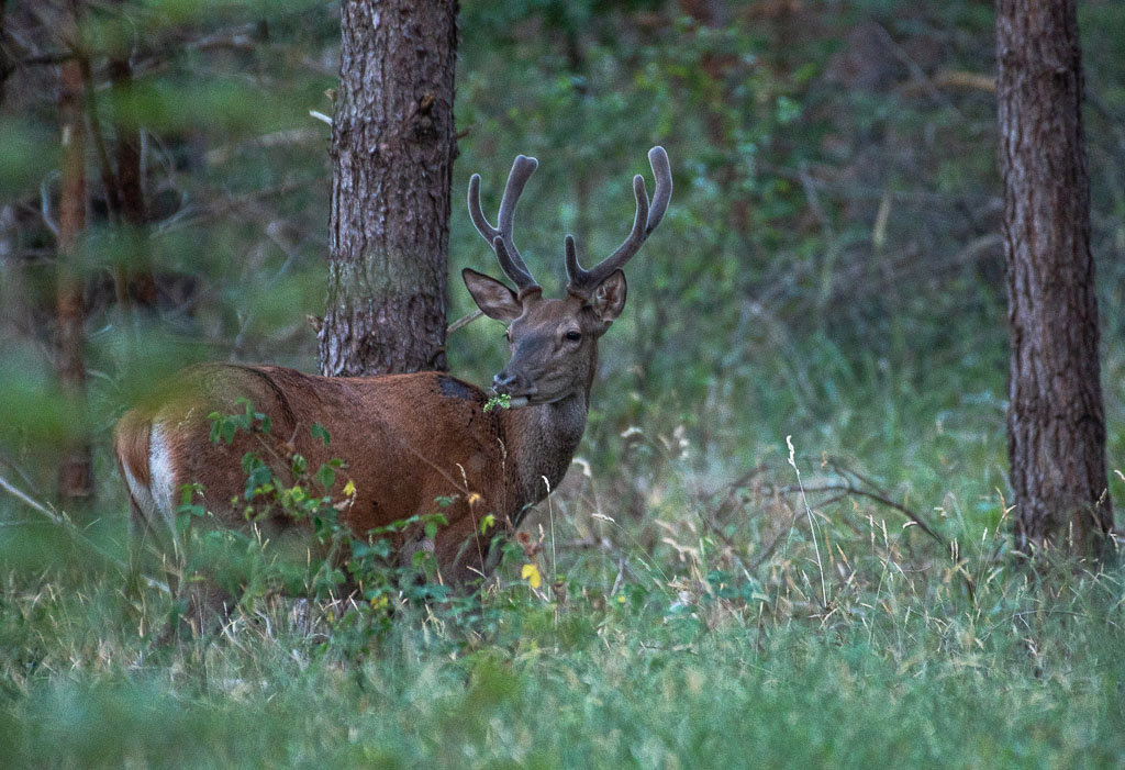 Cerf -0--1.jpg