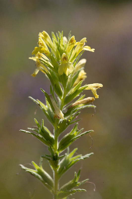 25 Ajuga  sp 2.jpg