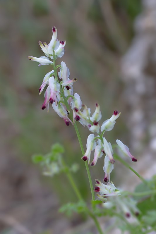 27 fumaria bicolor.jpg