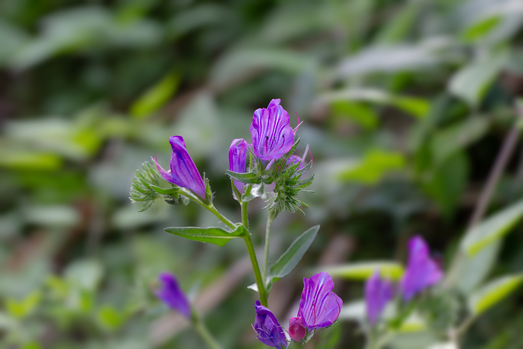 28 Vipérine faux-plantain- Echium Plantagineum.jpg