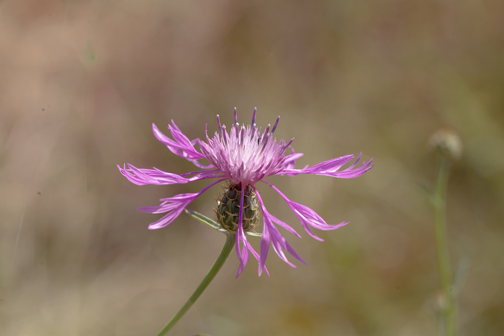 Centaurea jacea.jpg