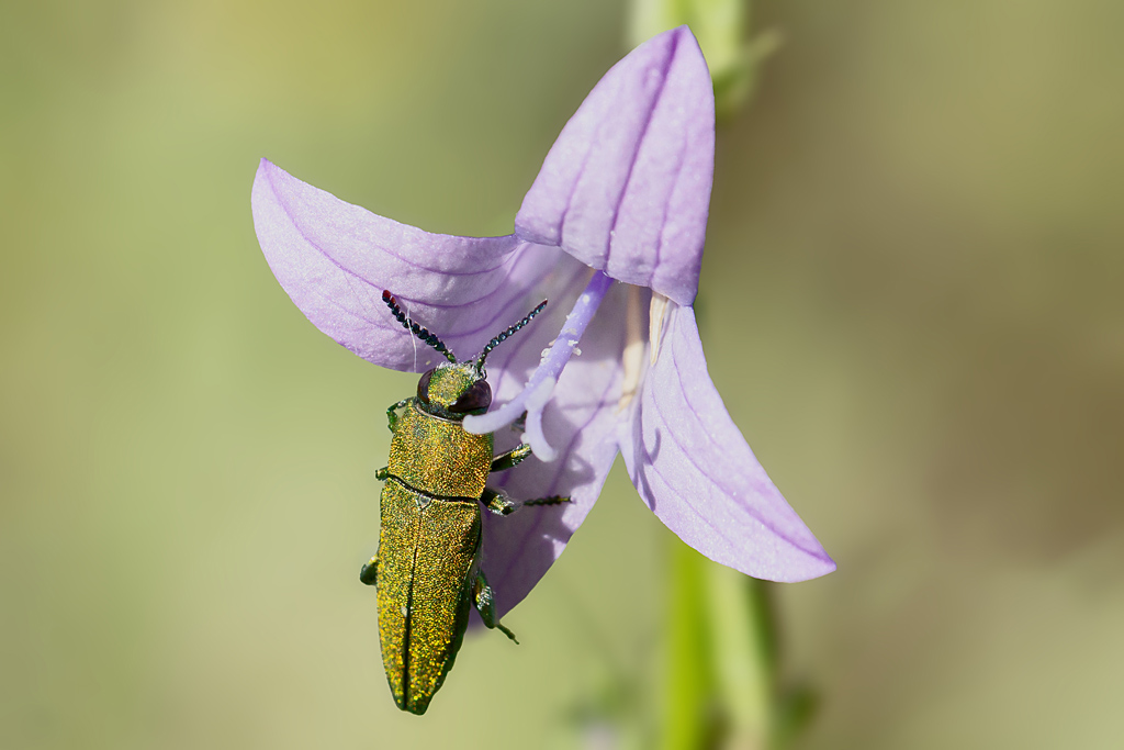bupestre hongrois - Anthaxia hungarica 5.jpg