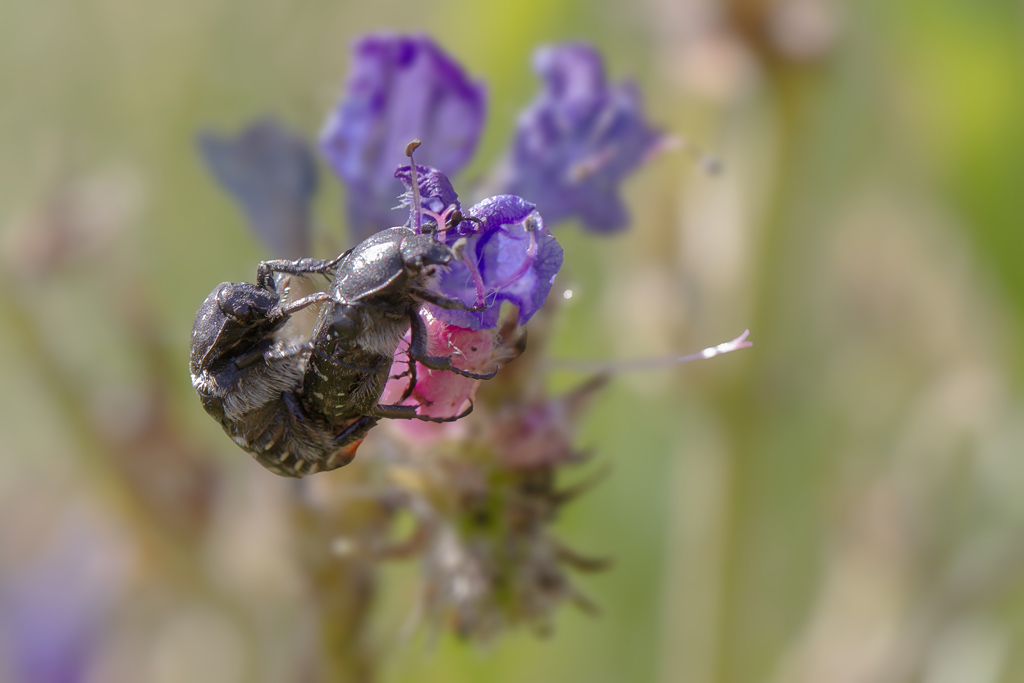 Cétoine funeste - Oxythyrea funesta.jpg