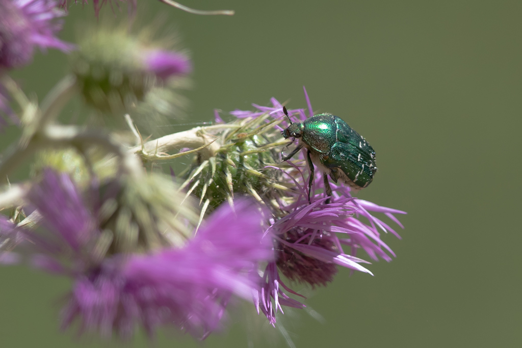 Cetonia aurea.jpg