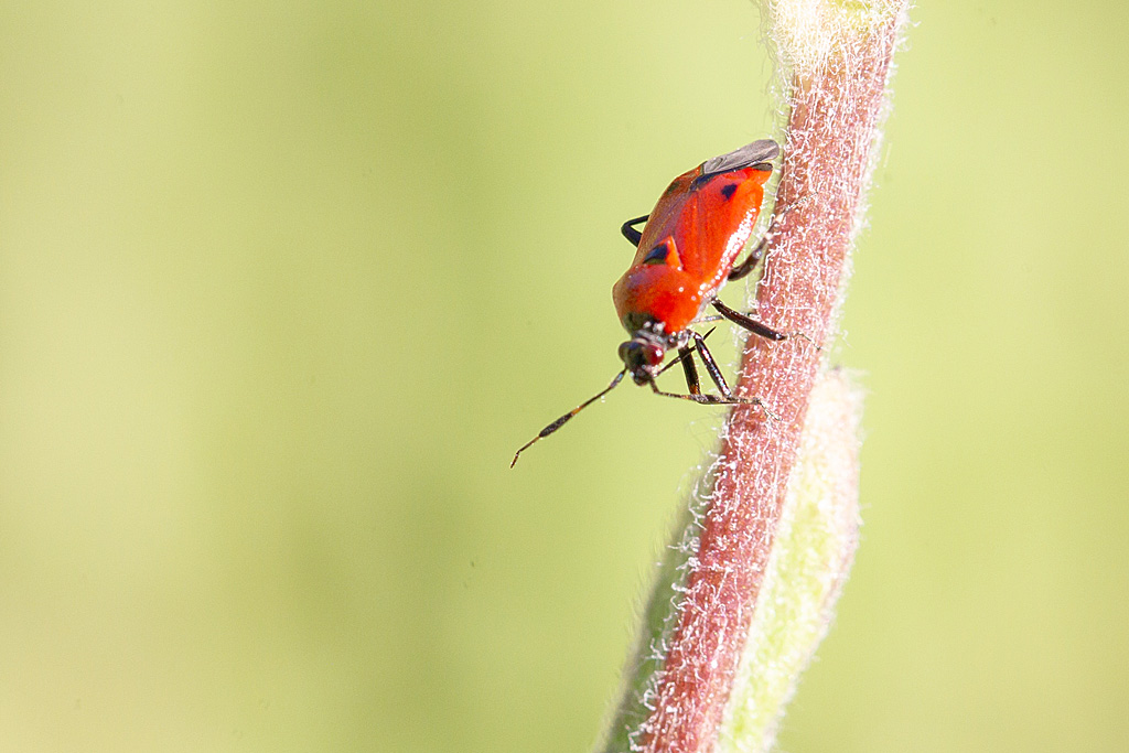 Deraeocoris punctum.jpg