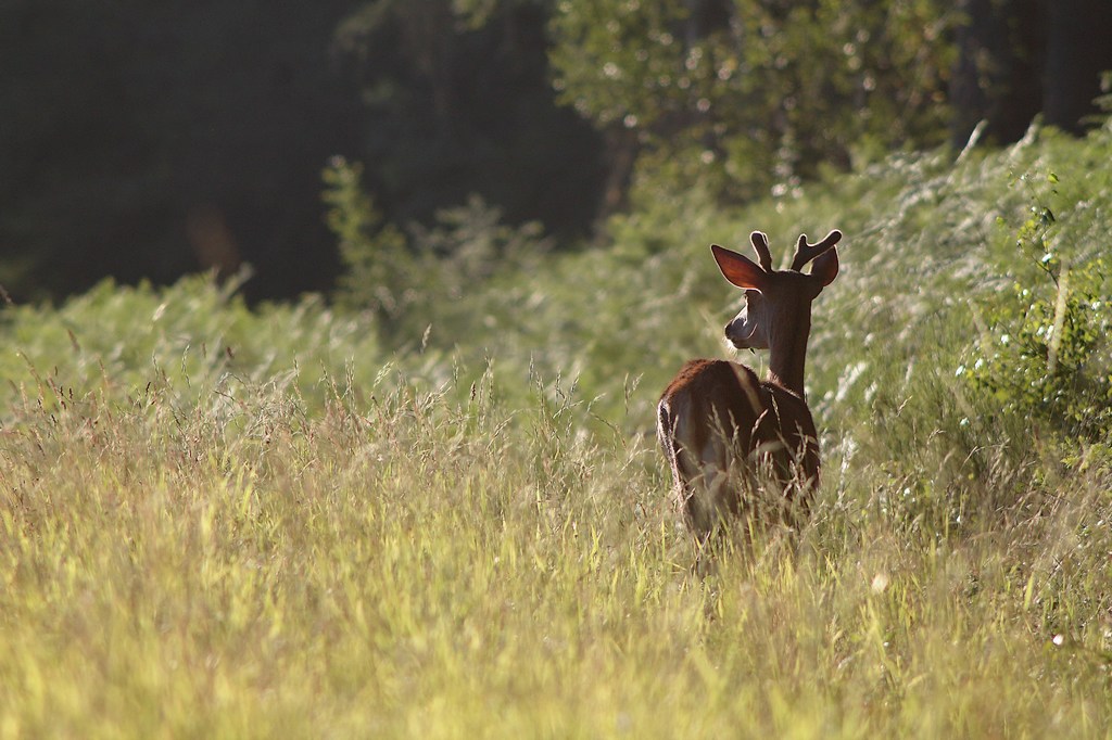 jeune cerf.JPG