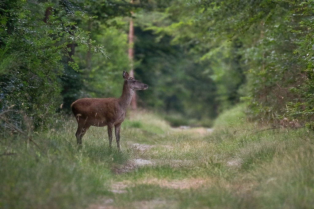 Biche -2.jpg