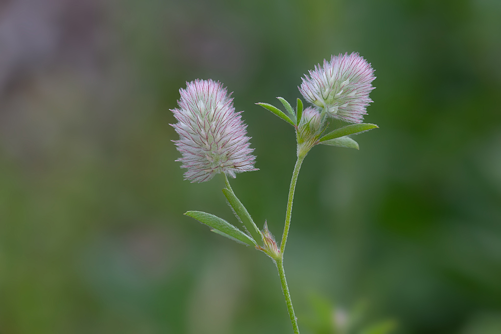 Trifolium arvense.jpg
