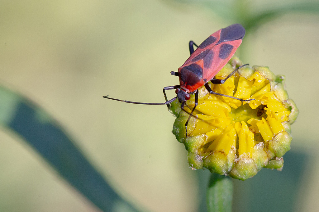 Punaise Décorée Calocoris nemoralis.jpg