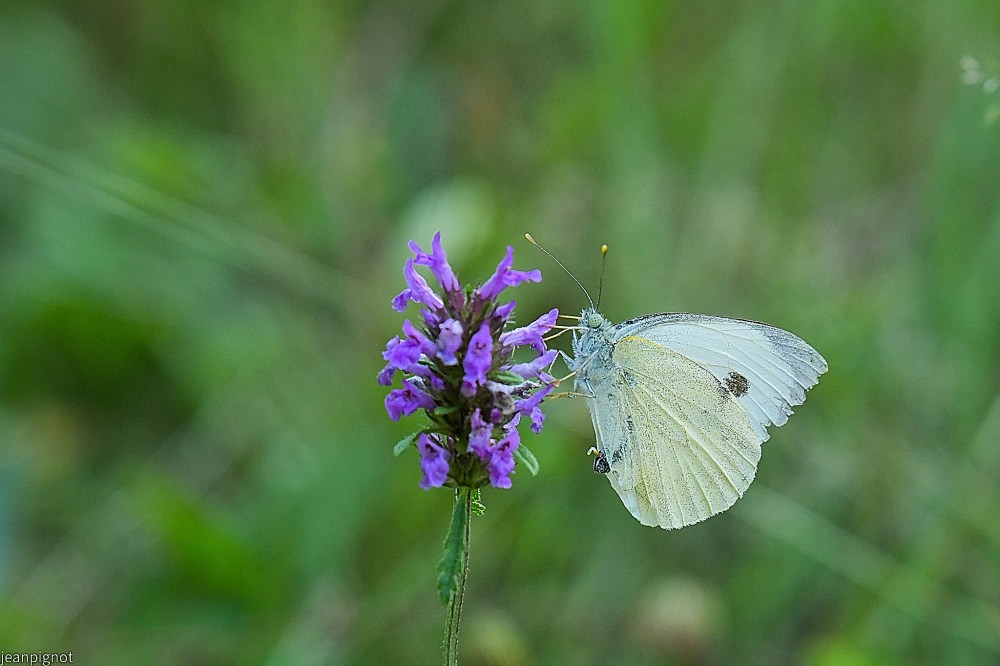 N12 pieride a l heure bleue.JPG