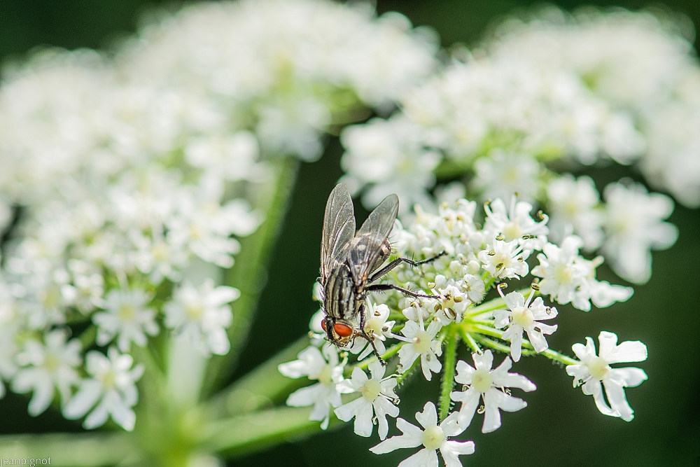 N8 mouche comune.JPG