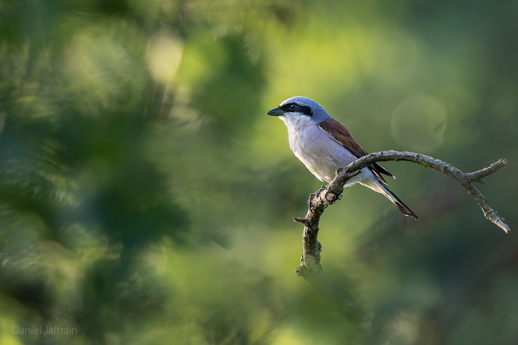 Image et Nature-1-24.jpg