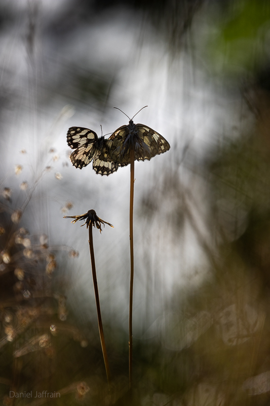 Image et Nature-1-28.jpg